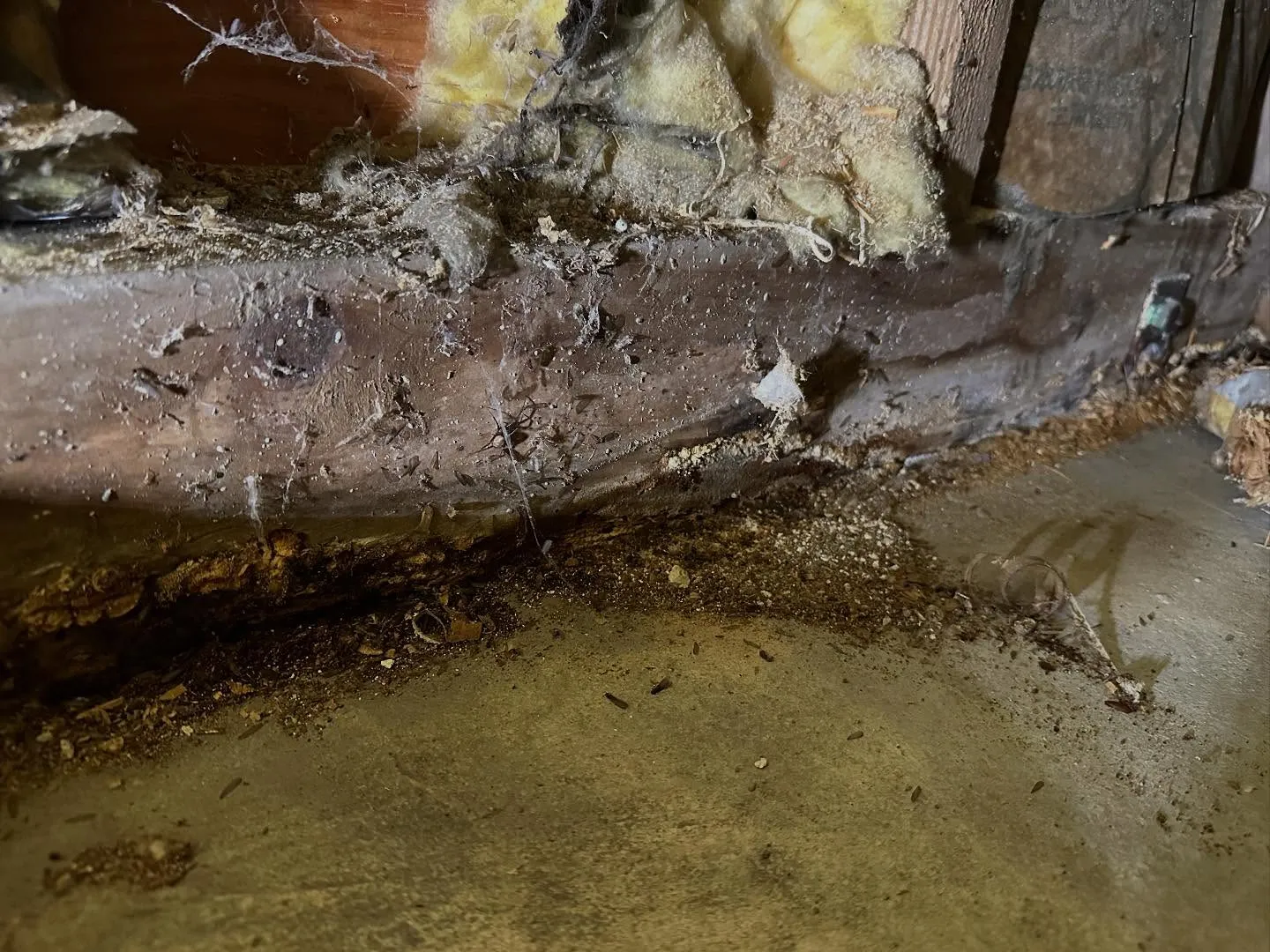 ※閲覧注意（かもしれません）