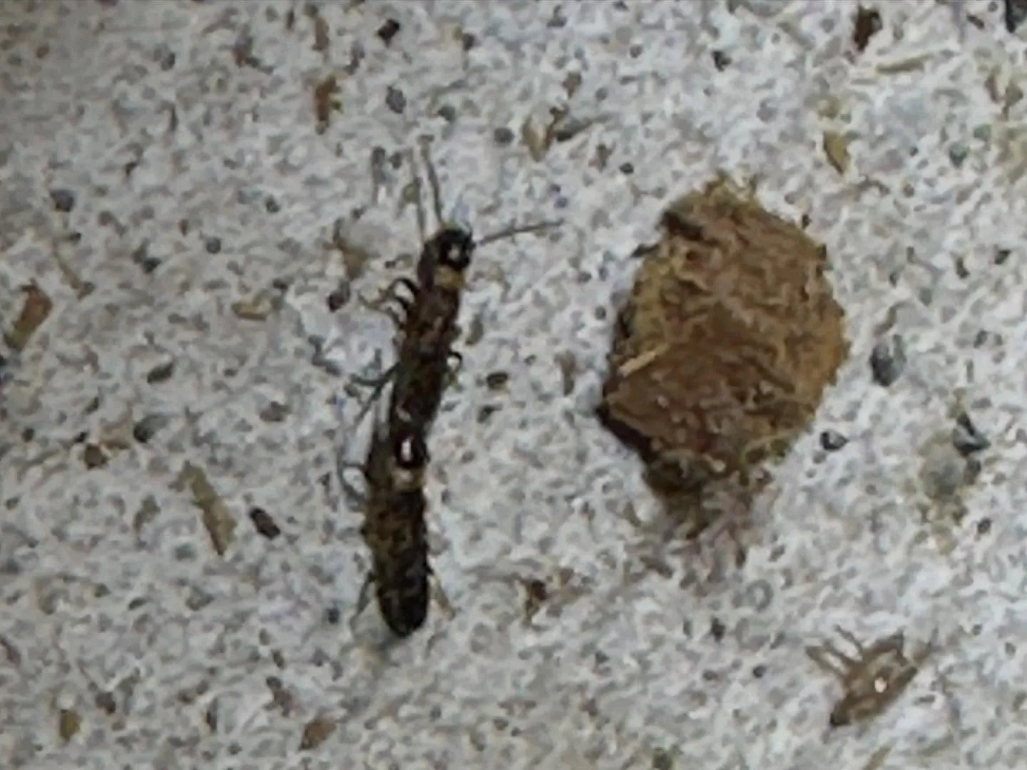 ※閲覧注意（かもしれません）