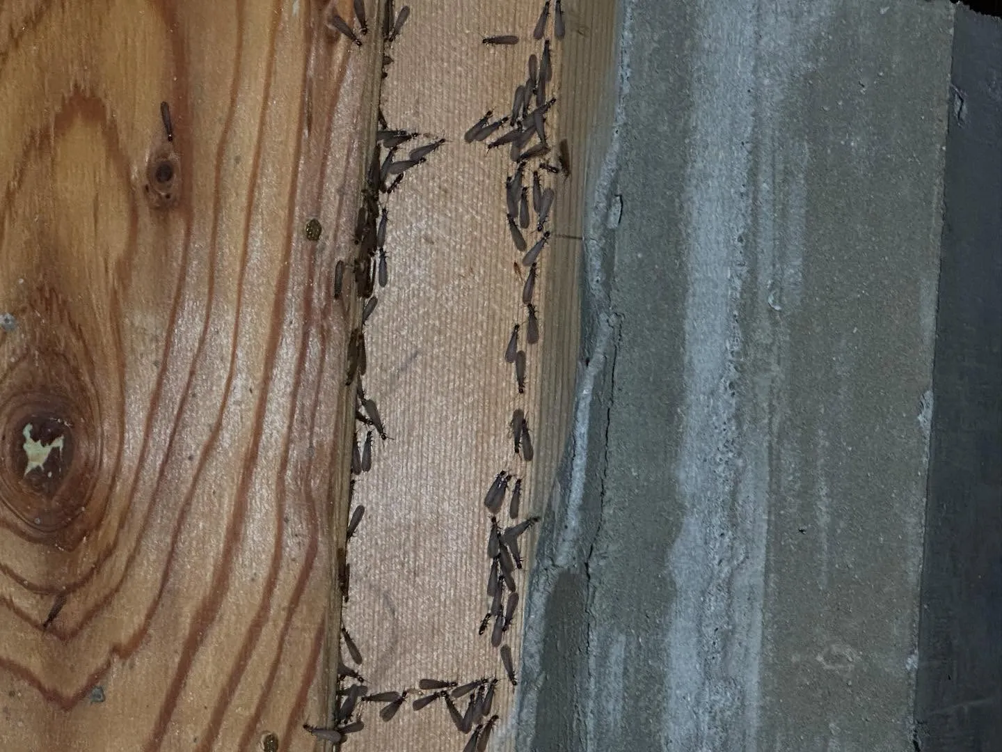 ※閲覧注意（かもしれません）