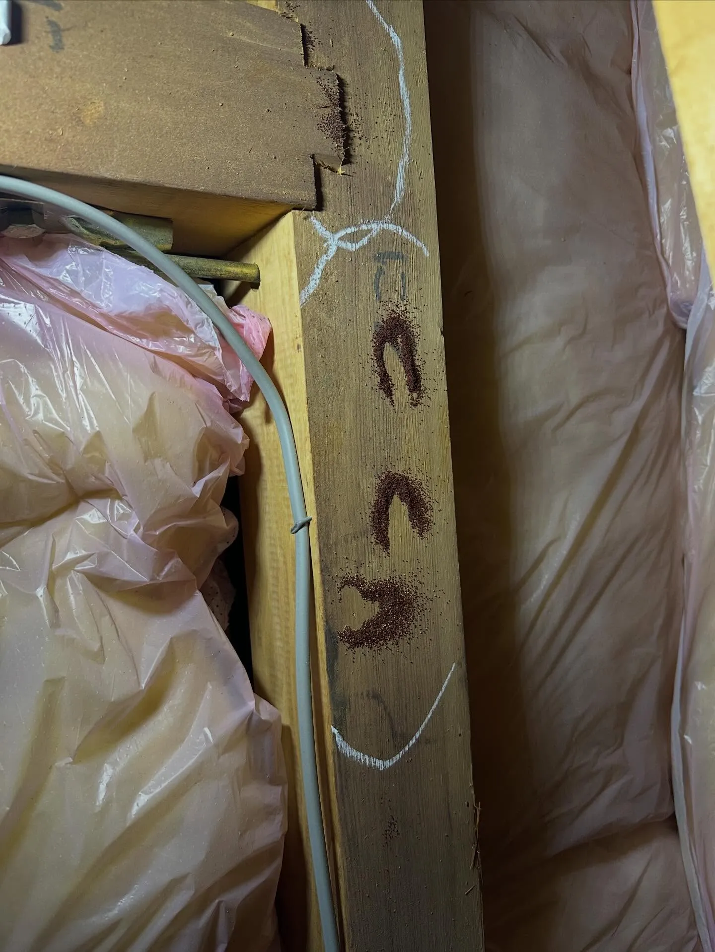 一昨日、昨日と横浜市I区はA様邸の小屋裏でアメリカカンザイシ...