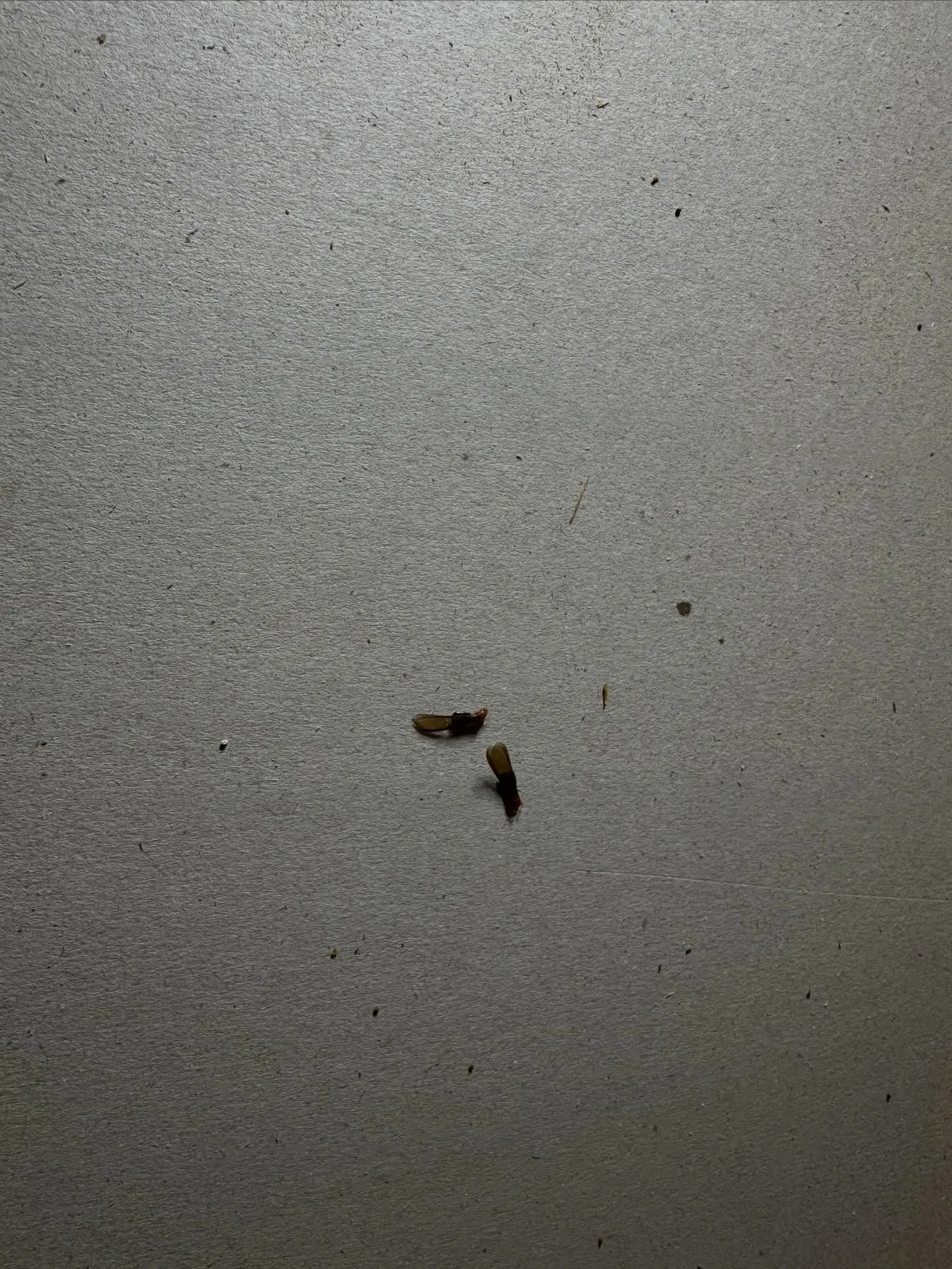 一昨日、昨日と横浜市I区はA様邸の小屋裏でアメリカカンザイシ...