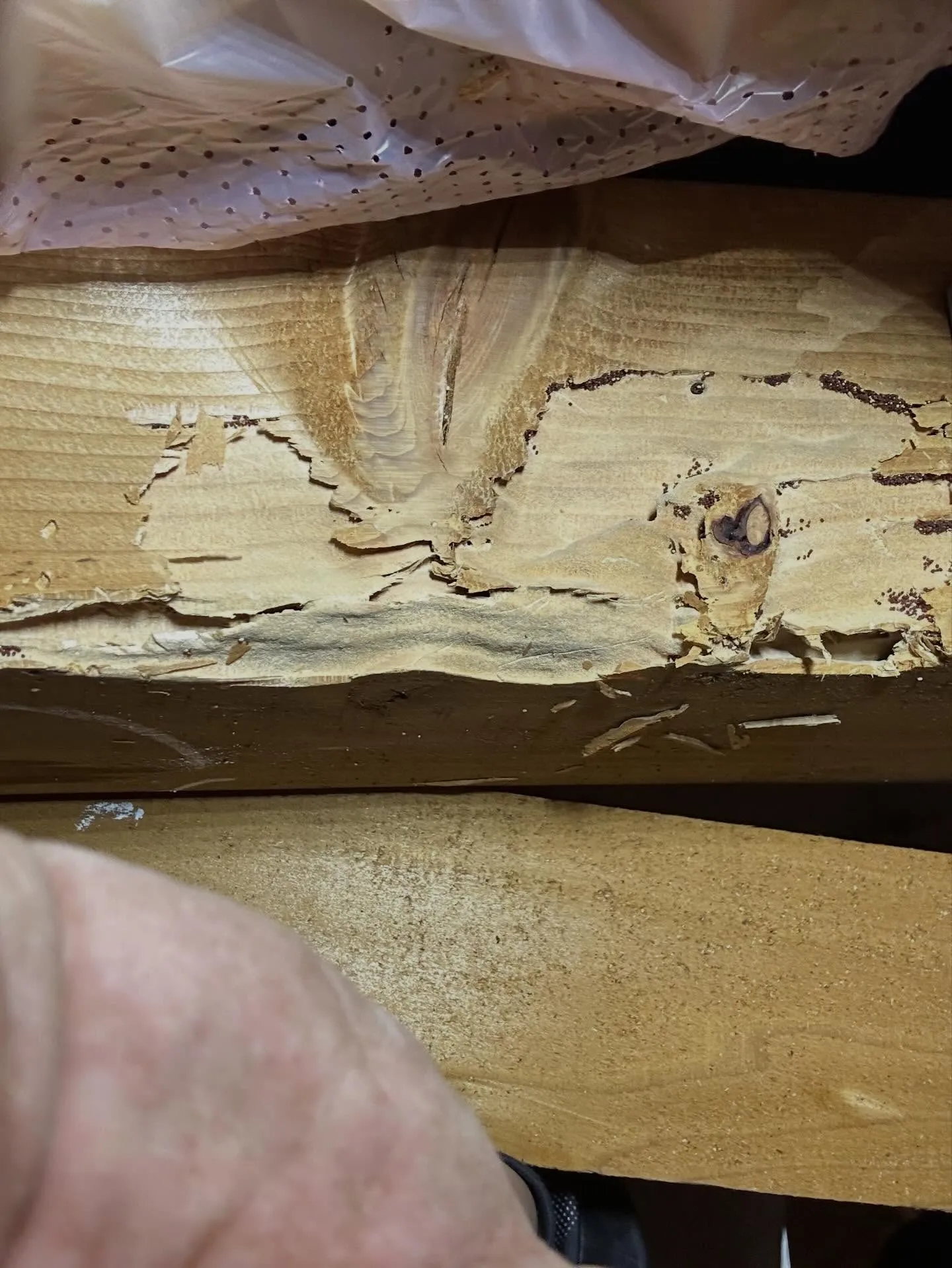 一昨日、昨日と横浜市I区はA様邸の小屋裏でアメリカカンザイシ...